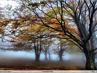autunno 2011 (13)